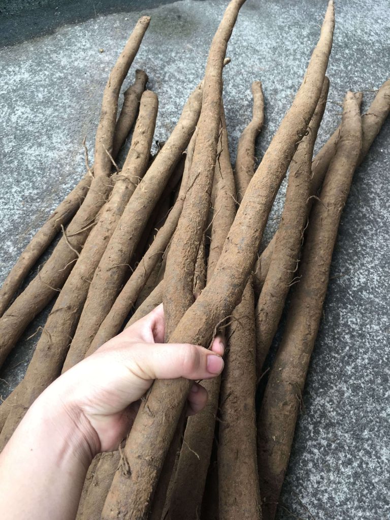 cay-nguu-bang-viet-3