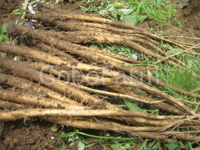 Tác dụng của rễ-củ cây ngưu bàng như thế nào