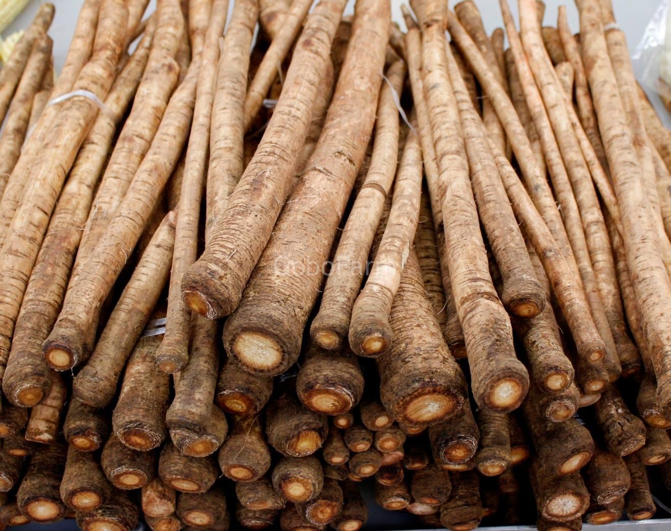 tác dụng rễ ngưu bàng