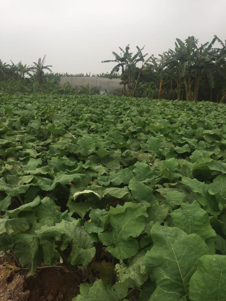 cây-ngưu-bàng