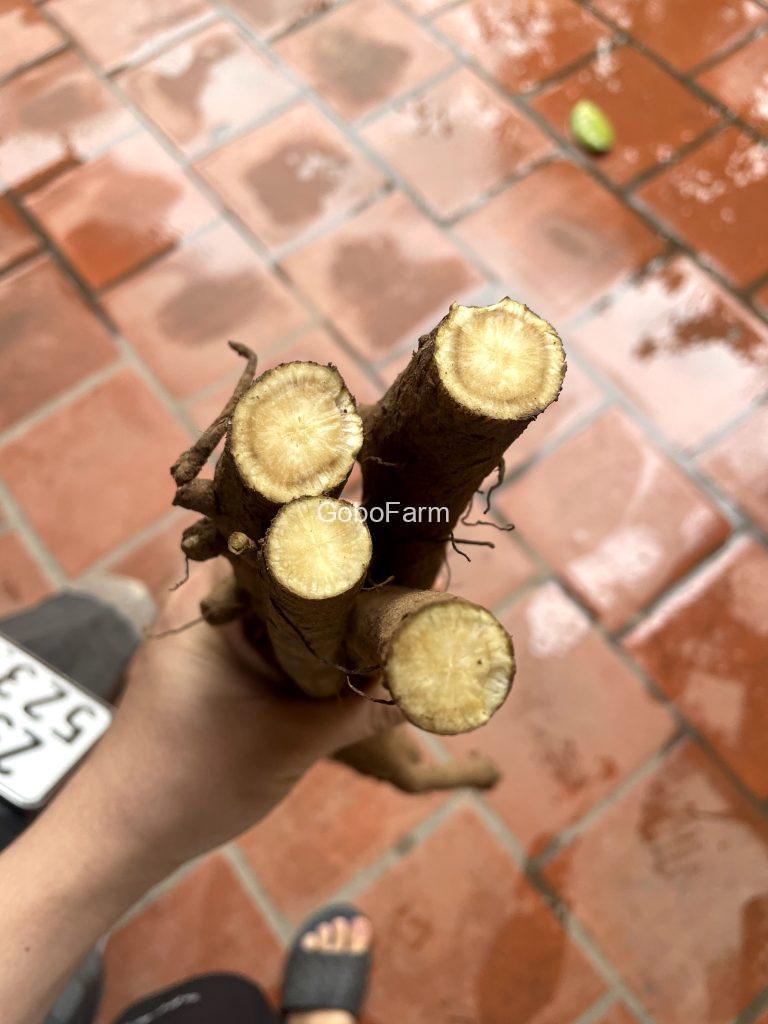 củ ngưu bàng mua ở đâu