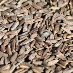 Ngưu Bàng Tử-Hạt Ngưu Bàng