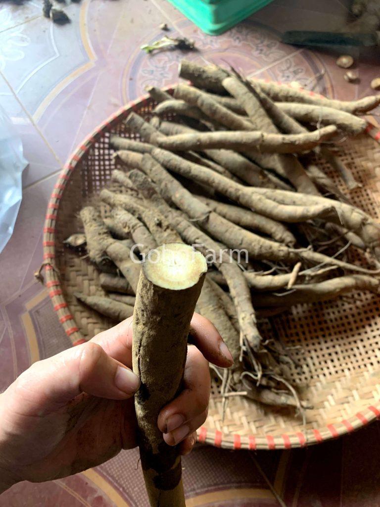 Củ ngưu bàng giá bao nhiêu