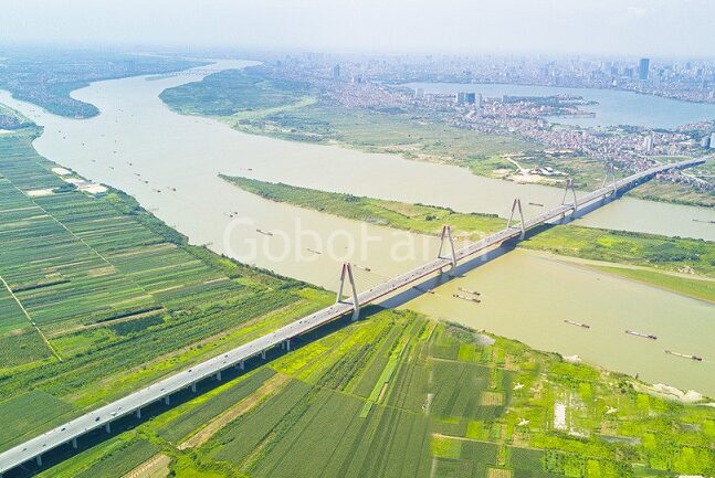 đất phù sa ven sông Hồng cũng rất lý tưởng để trồng ngưu bàng