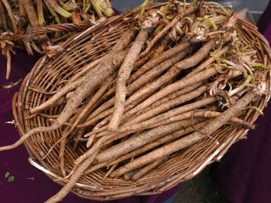 cây-ngưu-bàng-mọc-ở-đâu