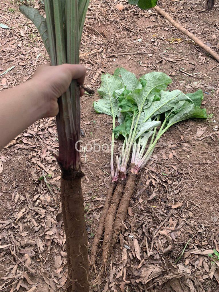 Hình ảnh cây ngưu bàng