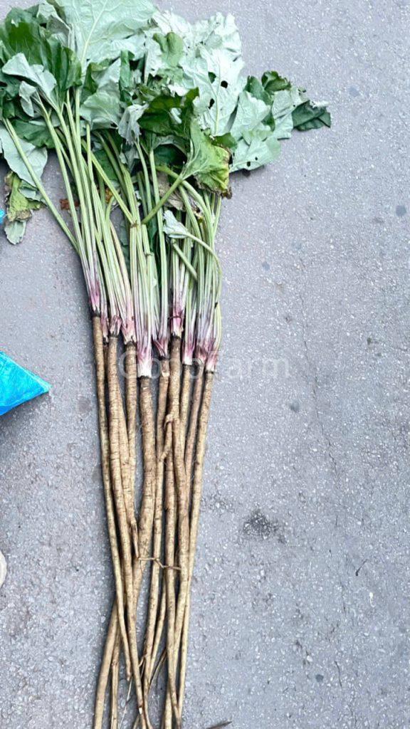 Hình ảnh cây ngưu bàng Việt Nam