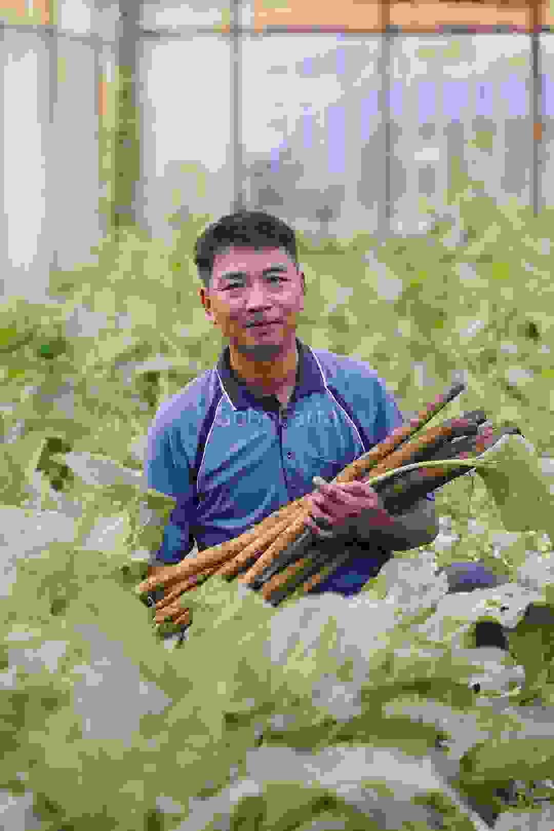 Củ Ngưu Bàng Tươi - Ảnh 2