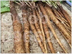 cu-nguu-bang-gobo-farm_6