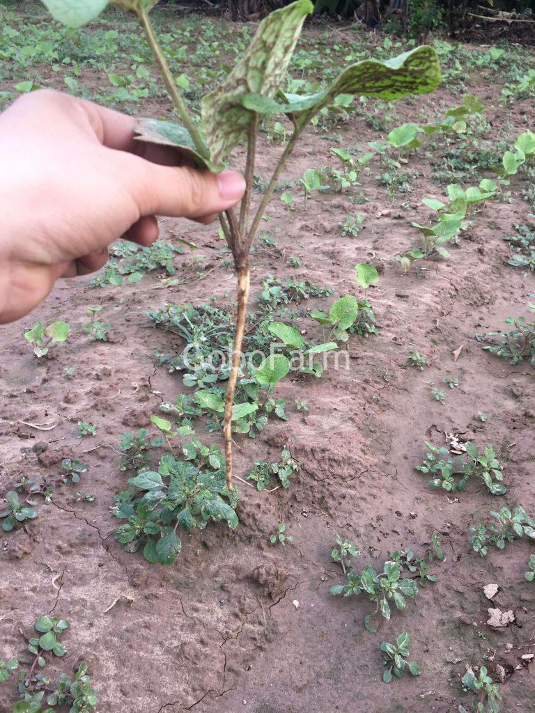 Cây ngưu bàng lúc nhỏ-GoboFarm