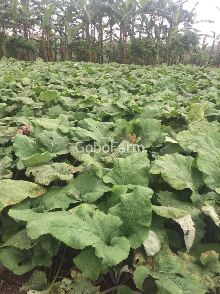 Hình ảnh cây ngưu bàng(BurDock Root-Tiếng Anh)