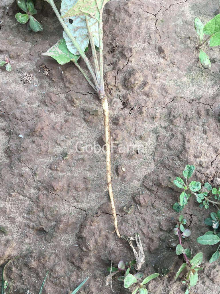 Cây ngưu bàng từ lúc nhỏ-GoboFarm