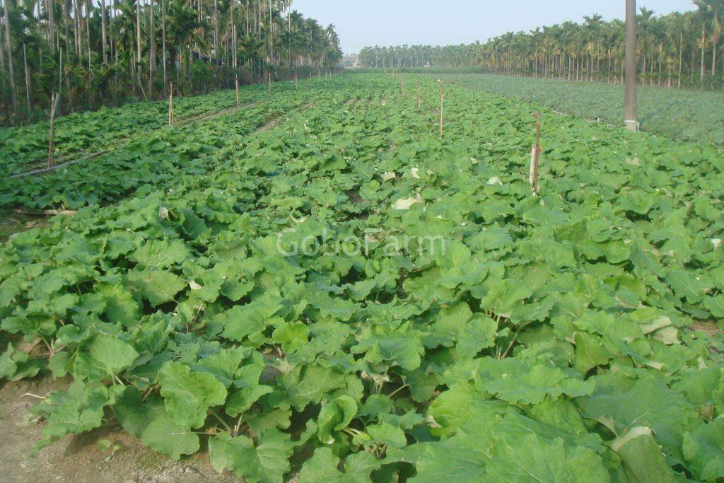 hình ảnh cây ngưu bàng 2 tháng tuổi