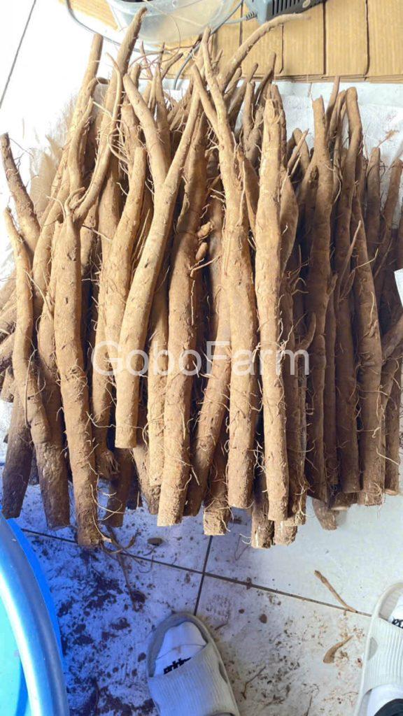 nguu-bang-am-hay-duong