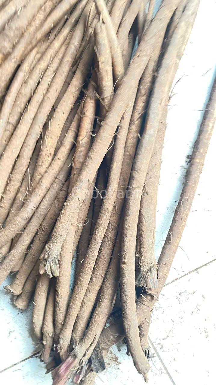 Rễ ngưu bàng tươi kỵ gì