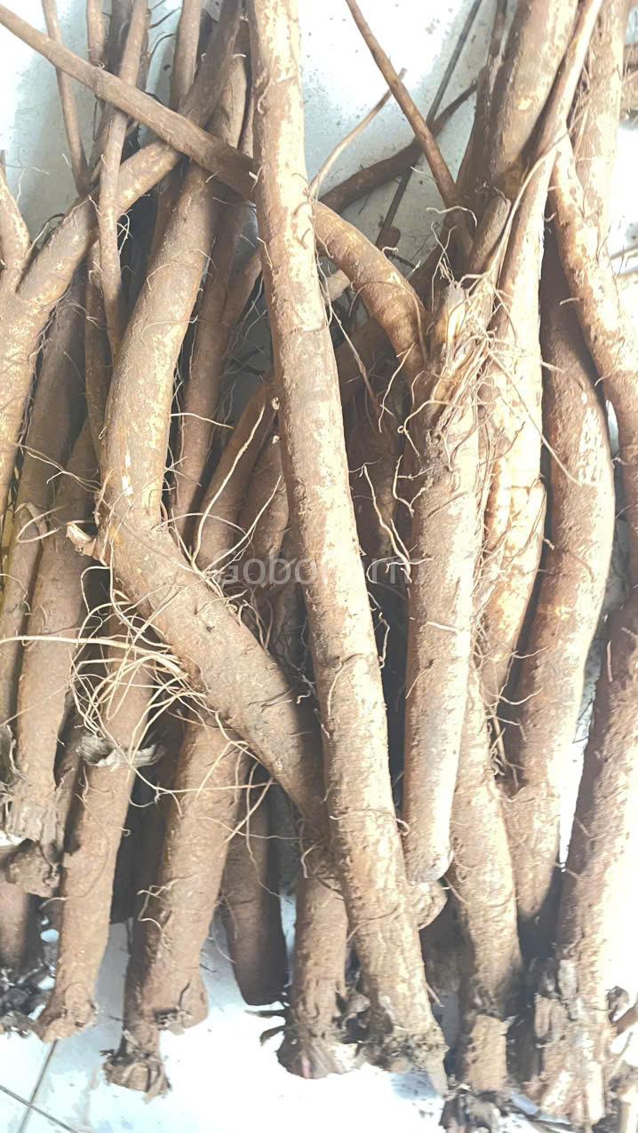 Ngưu bàng căn(rễ cây ngưu bàng) kỵ với gì