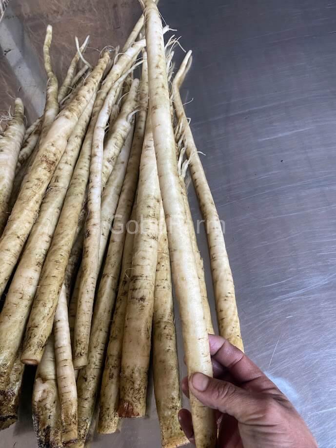 cu nguu bang huu co